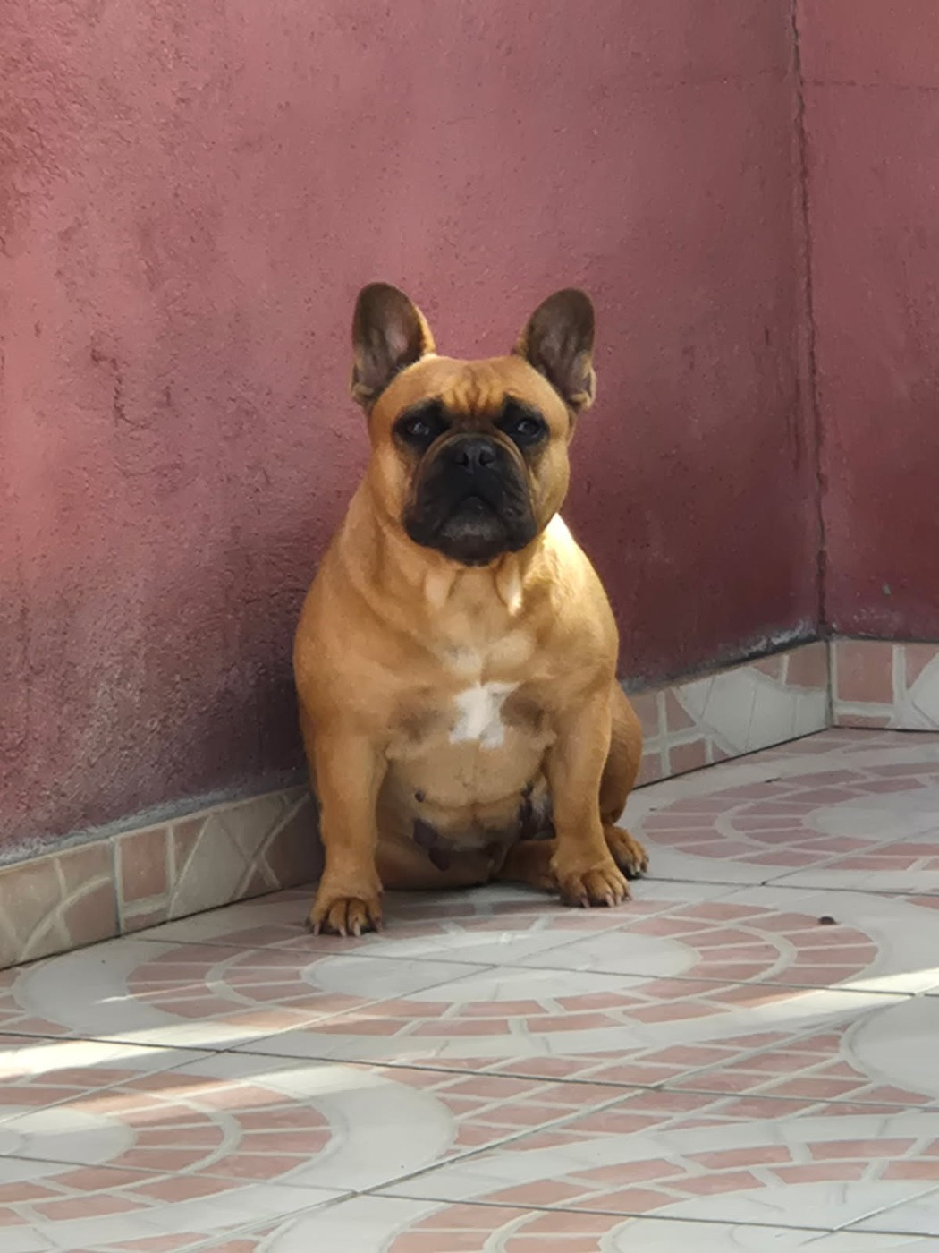 Sharlie Du Clan De Giensékia