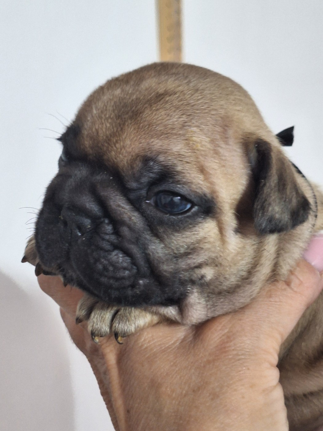 du castelle Saint Claire - Chiots disponibles - Bouledogue français