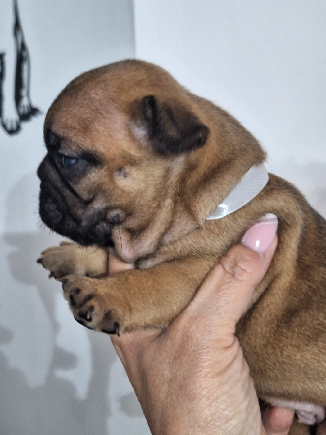 du castelle Saint Claire - Chiots disponibles - Bouledogue français