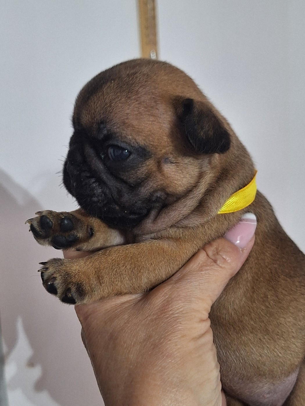 du castelle Saint Claire - Chiots disponibles - Bouledogue français