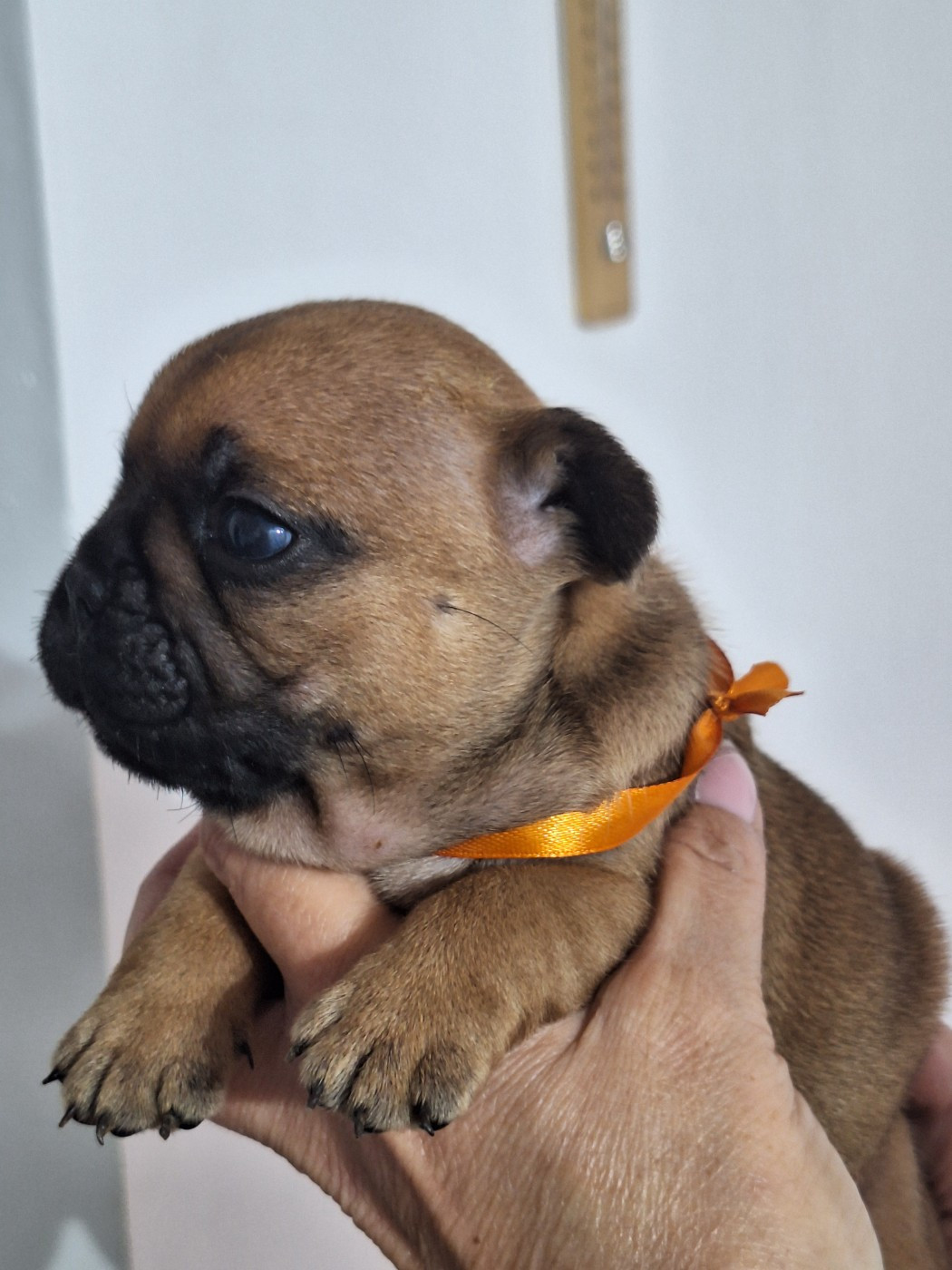 du castelle Saint Claire - Chiots disponibles - Bouledogue français