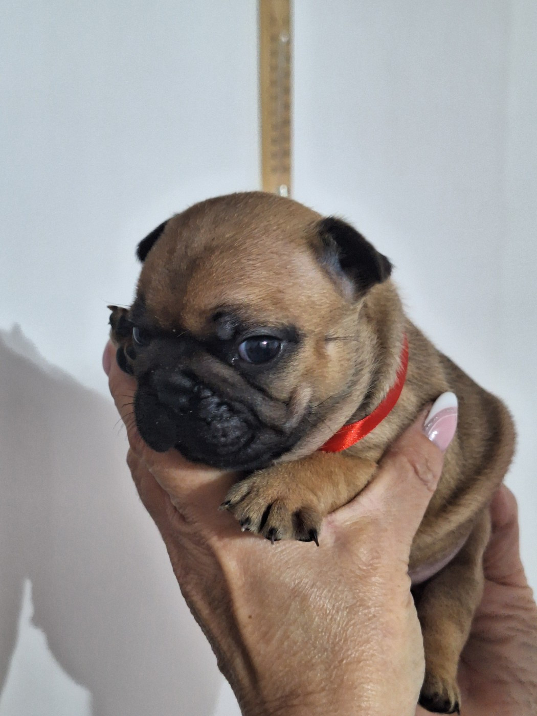 du castelle Saint Claire - Chiots disponibles - Bouledogue français