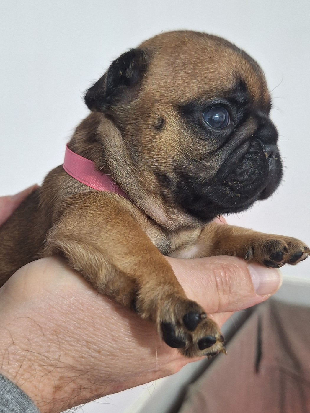 du castelle Saint Claire - Chiots disponibles - Bouledogue français