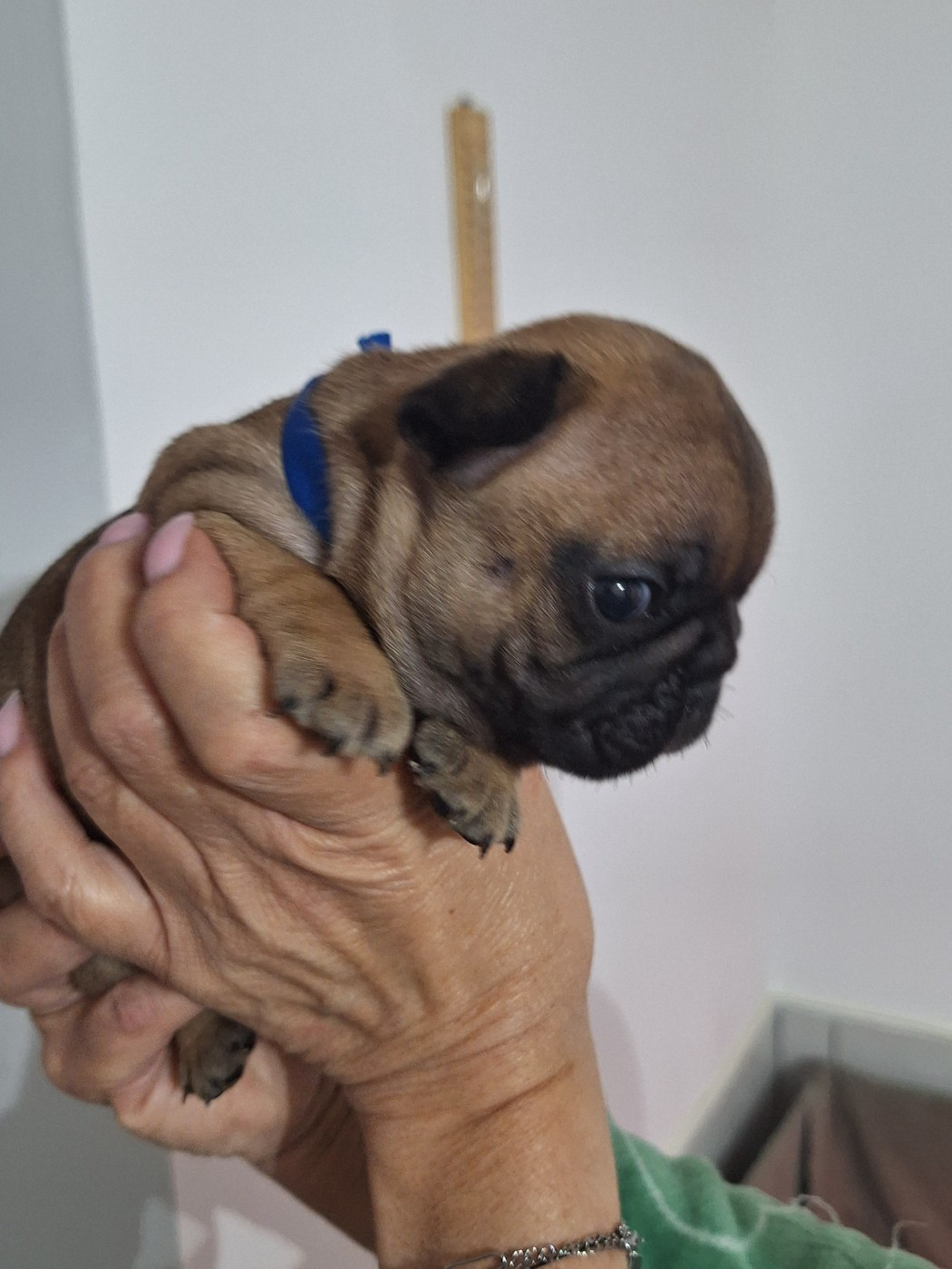 du castelle Saint Claire - Chiots disponibles - Bouledogue français
