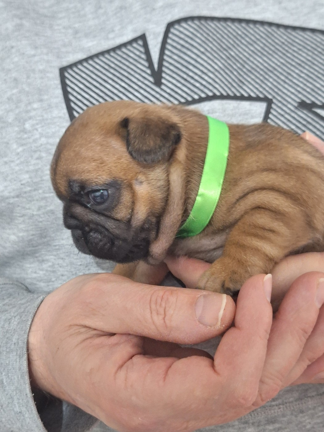 du castelle Saint Claire - Chiots disponibles - Bouledogue français
