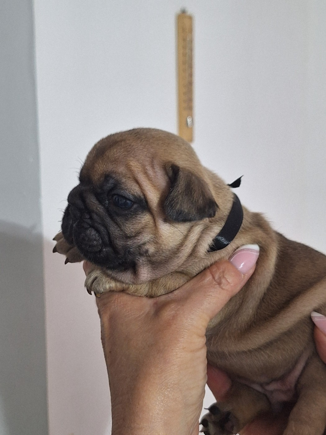 Chiot Bouledogue français du castelle Saint Claire