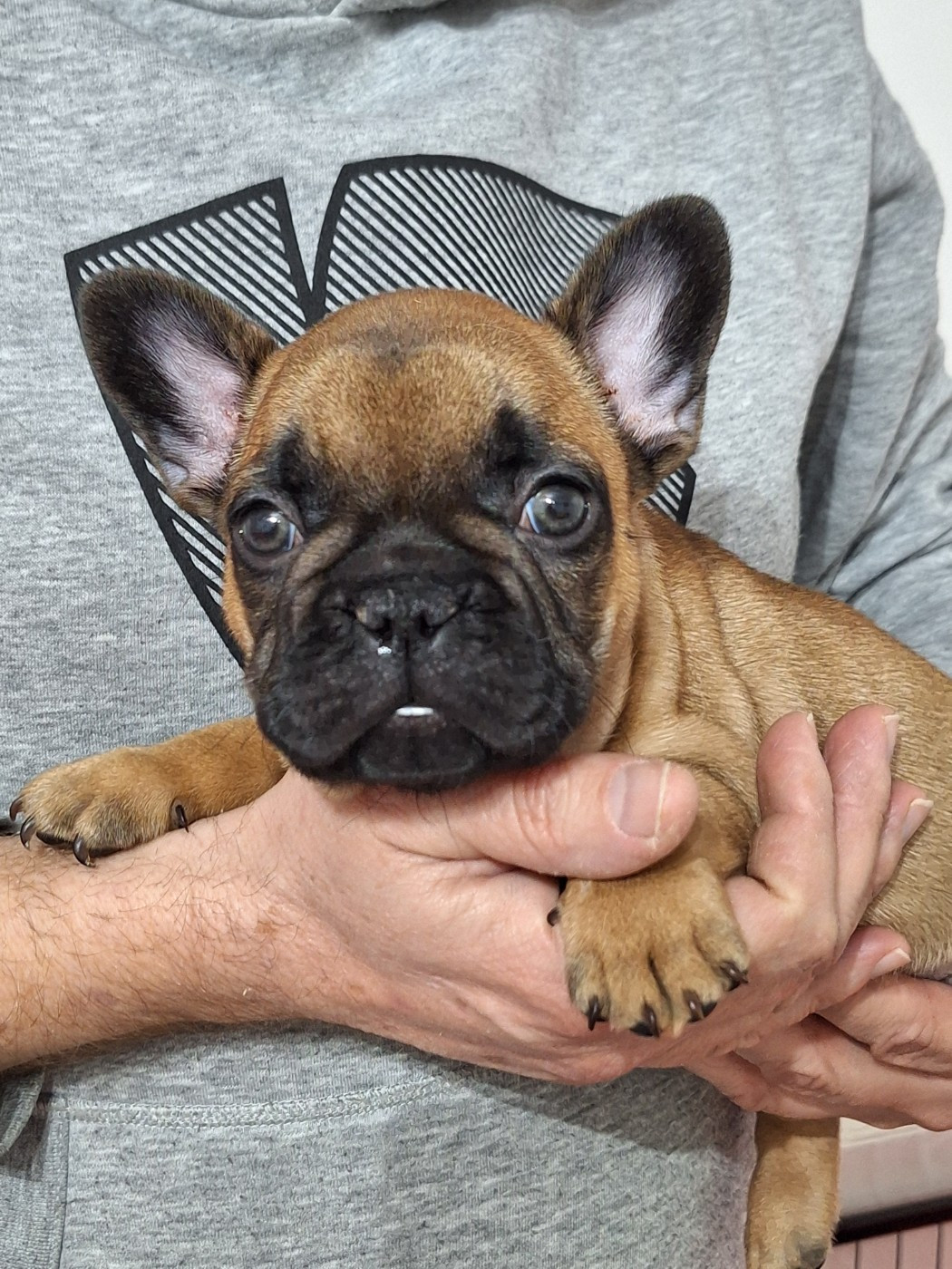 Chiot Bouledogue français du castelle Saint Claire