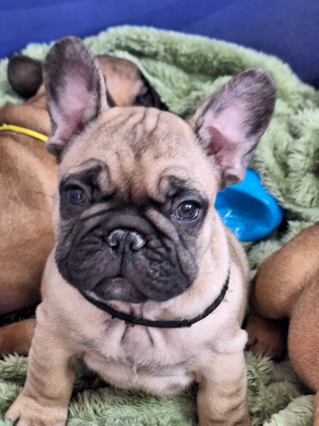 du castelle Saint Claire - Chiots disponibles - Bouledogue français