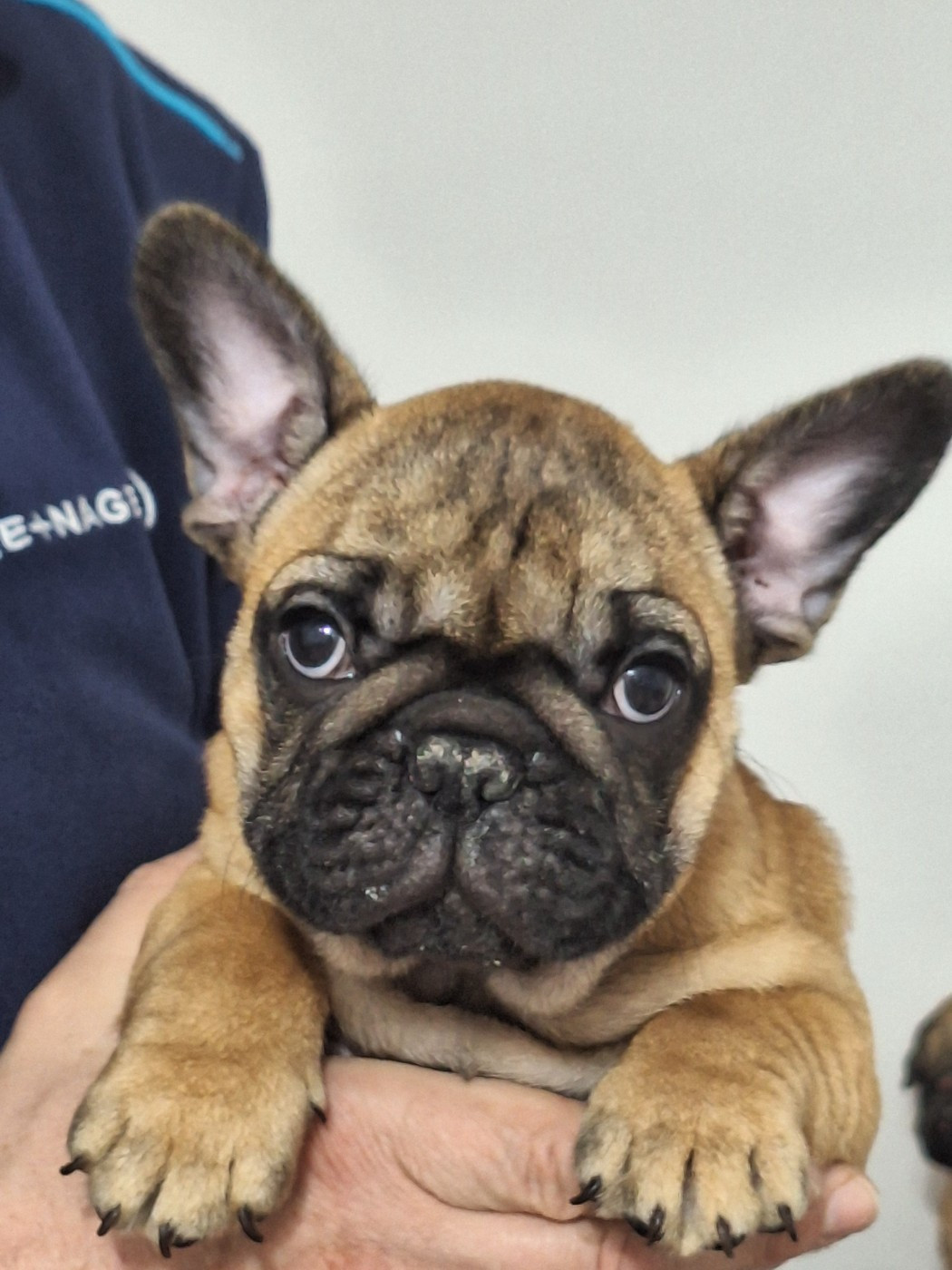 du castelle Saint Claire - Chiots disponibles - Bouledogue français