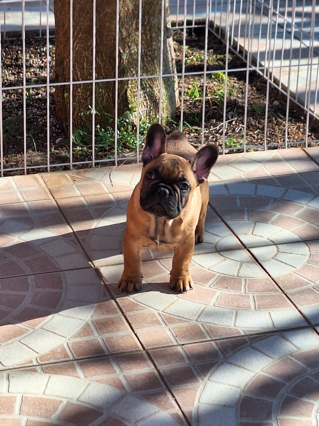 du castelle Saint Claire - Chiots disponibles - Bouledogue français
