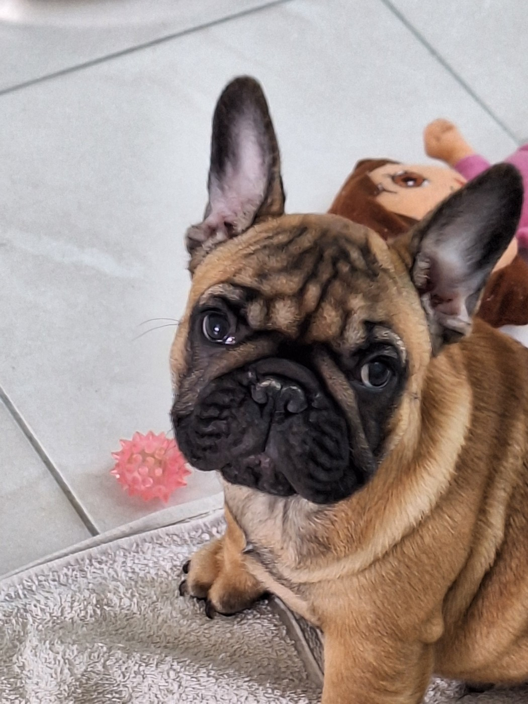 du castelle Saint Claire - Chiots disponibles - Bouledogue français