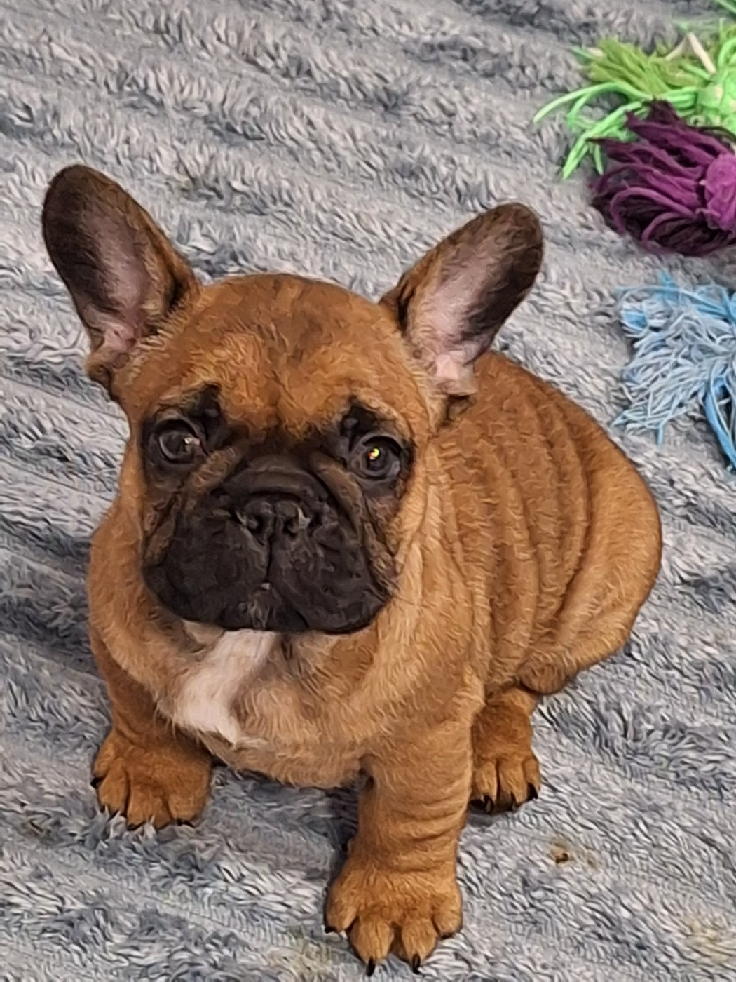 du castelle Saint Claire - Bouledogue français - Portée née le 29/12/2025