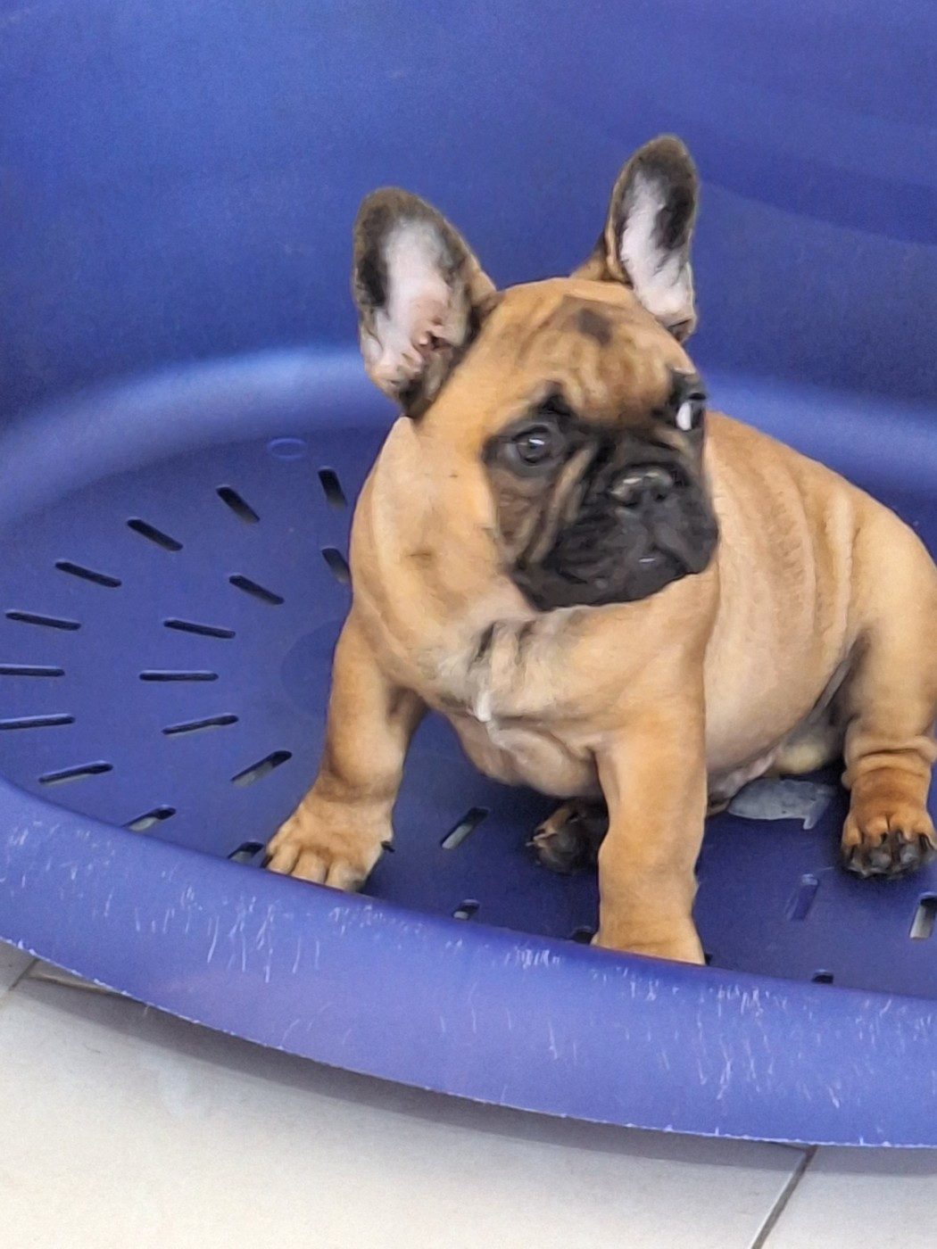 du castelle Saint Claire - Chiots disponibles - Bouledogue français