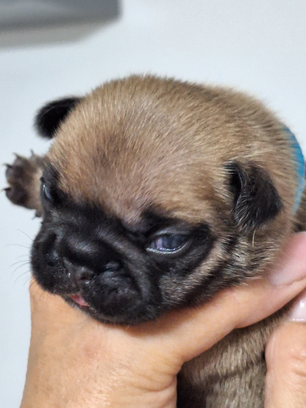 du castelle Saint Claire - Chiots disponibles - Bouledogue français