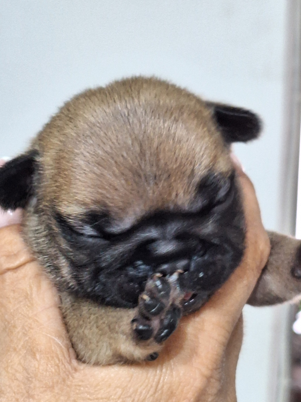 du castelle Saint Claire - Chiots disponibles - Bouledogue français