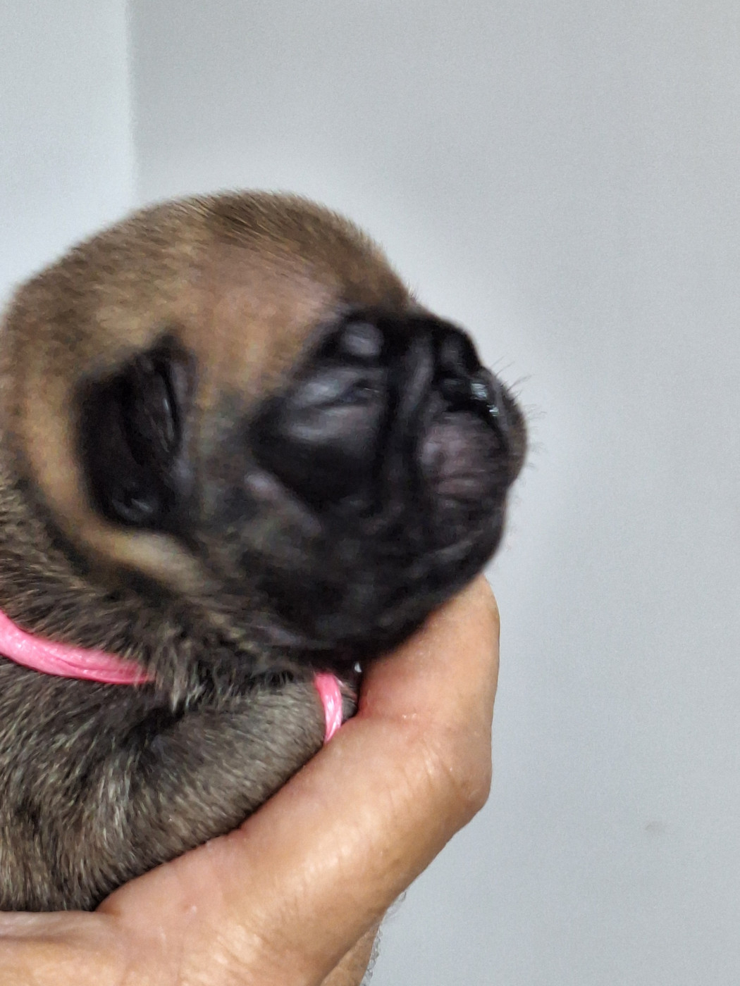 du castelle Saint Claire - Chiots disponibles - Bouledogue français
