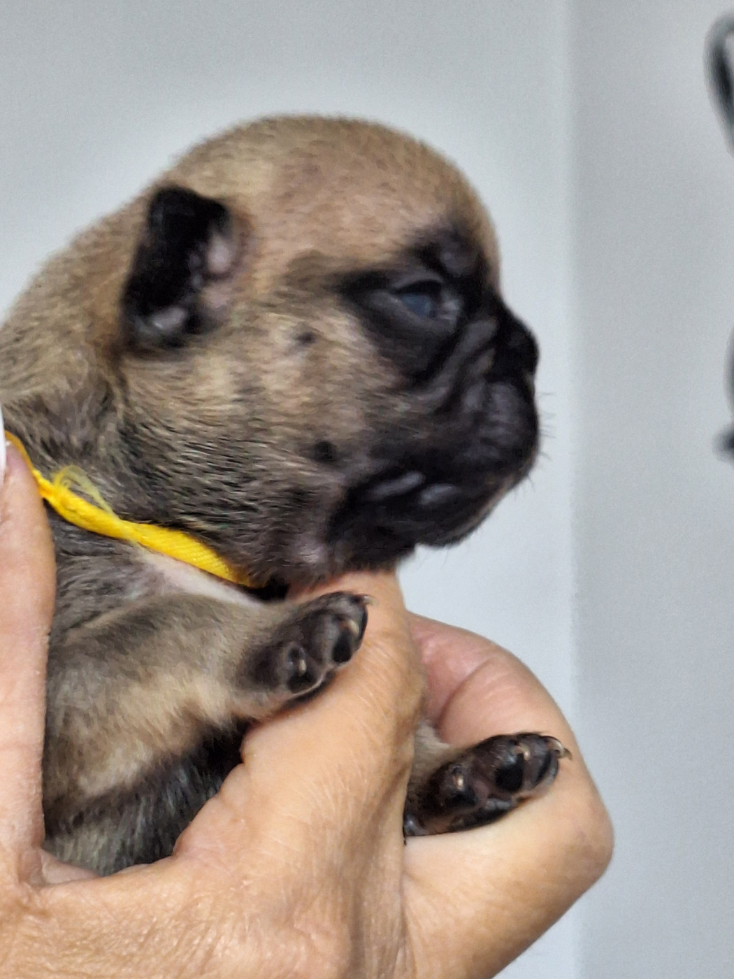 du castelle Saint Claire - Chiots disponibles - Bouledogue français