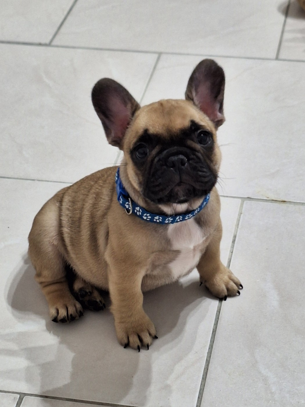 du castelle Saint Claire - Chiots disponibles - Bouledogue français