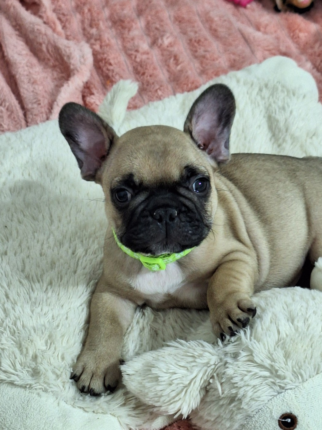 du castelle Saint Claire - Chiots disponibles - Bouledogue français