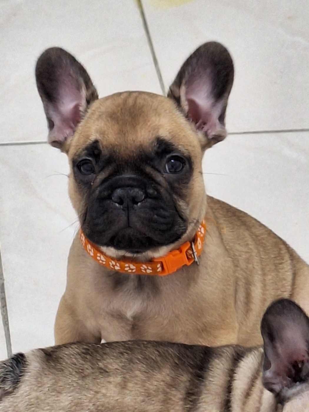du castelle Saint Claire - Chiots disponibles - Bouledogue français