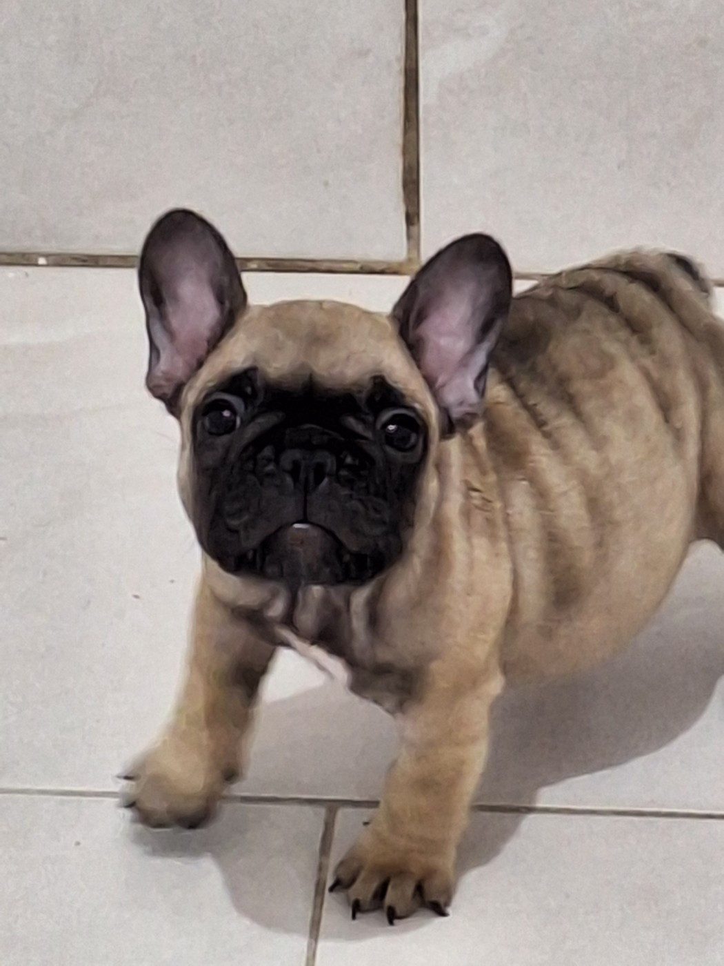 du castelle Saint Claire - Chiots disponibles - Bouledogue français