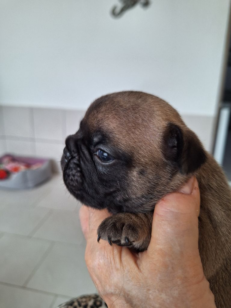 du castelle Saint Claire - Chiots disponibles - Bouledogue français