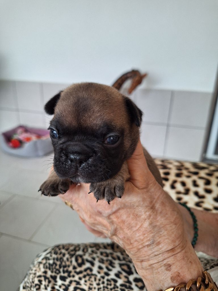 du castelle Saint Claire - Chiots disponibles - Bouledogue français