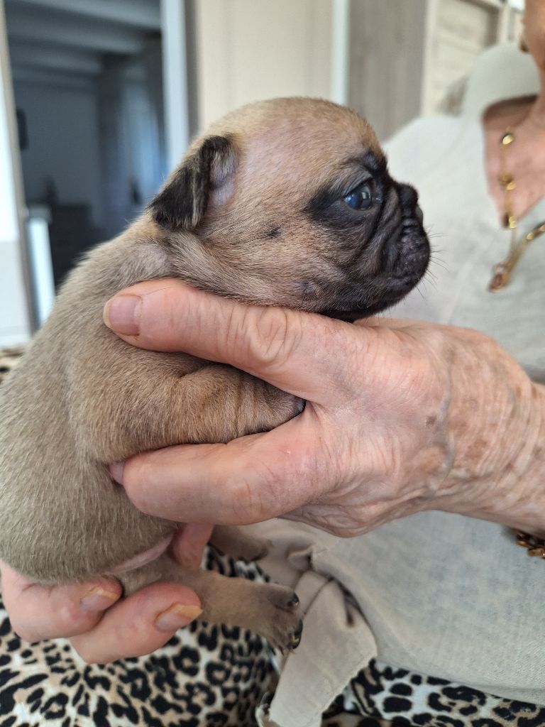 du castelle Saint Claire - Chiots disponibles - Bouledogue français