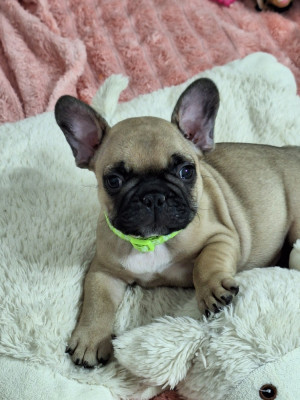 BENSON