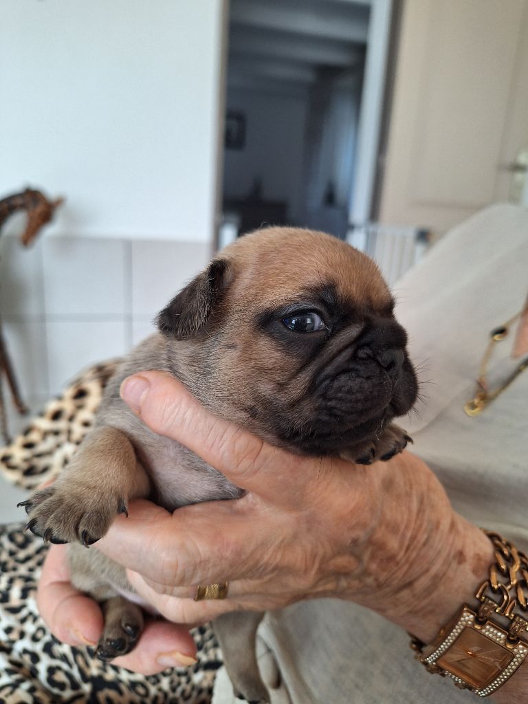 du castelle Saint Claire - Chiots disponibles - Bouledogue français