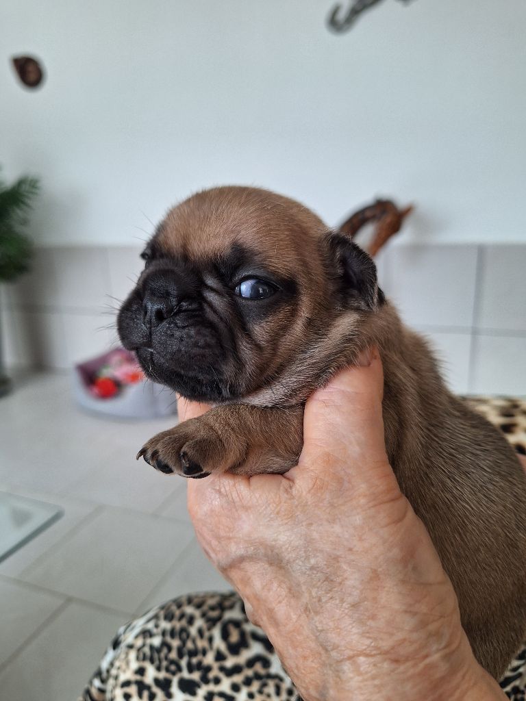 du castelle Saint Claire - Chiots disponibles - Bouledogue français